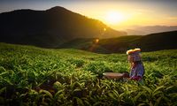 Pohon Teh Digergaji Demi Kebun Sayur, KDM Warning Kiamat Ekologis 