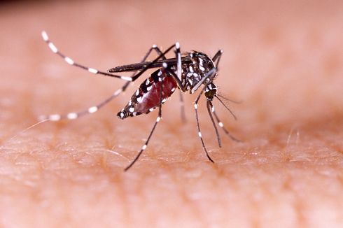 Demam Berdarah Dengue, Ini Gejala hingga Pengobatan DBD