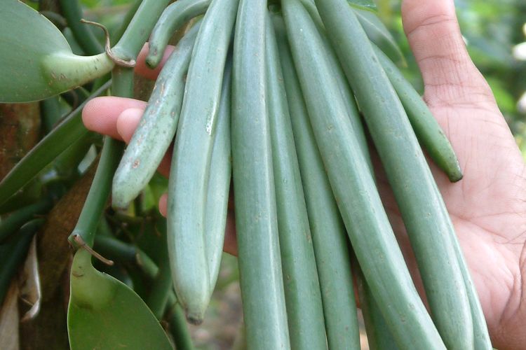 Ilustrasi buah vanili. 