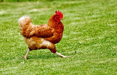 ilustrasi ayam.