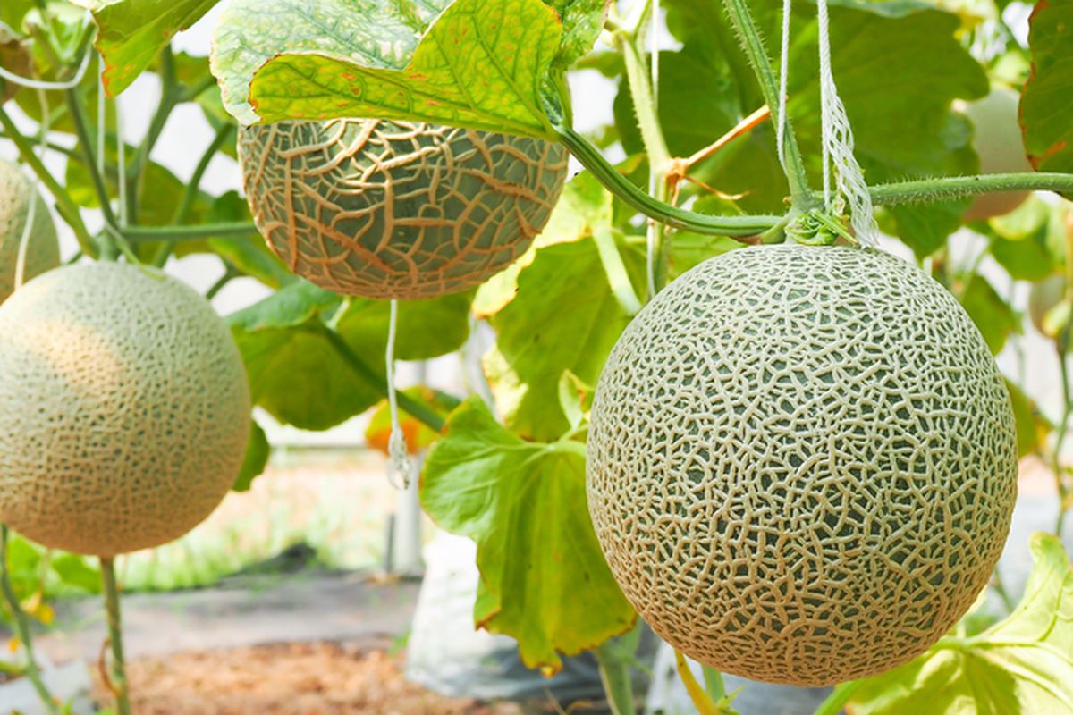 Ilustrasi menanam melon madu di greenhouse