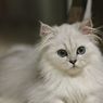 Benarkah Semua Kucing Putih Bermata Biru Tuli? Ini Faktanya