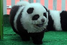 Hobi Baru Warga China, Memelihara Anjing Panda