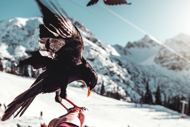 Peneliti menyatakan burung gagak bisa menyimpan dendam hingga dua tahun lamanya.