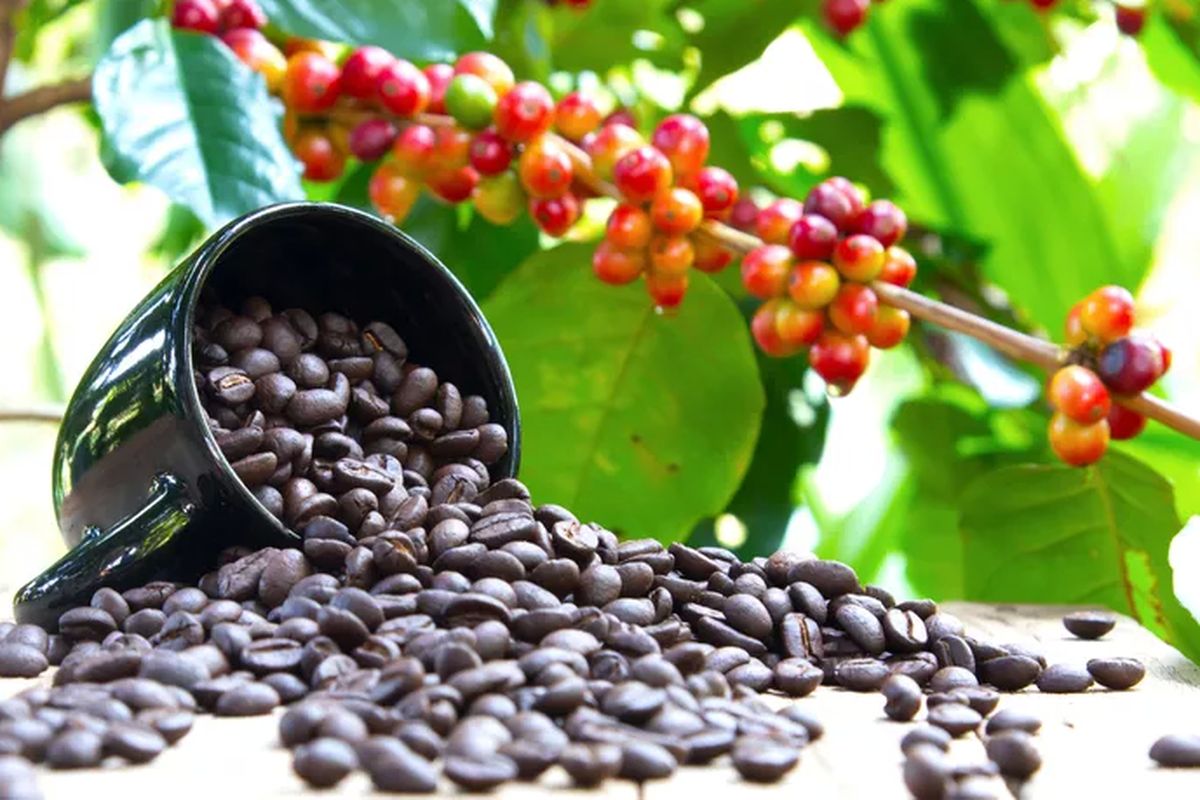 An image illustrating coffee beans. 