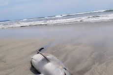 Seekor Lumba-lumba Mati Terdampar di Pantai Tapanuli Selatan, Sebelumnya Terlihat Banyak