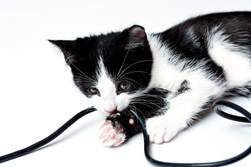 Penyebab Kucing Menggigit Kabel dan Cara Mencegahnya, Bisa Kebakaran 