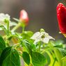Penyebab Bunga Cabai Rontok dan Bagaimana Mengatasinya