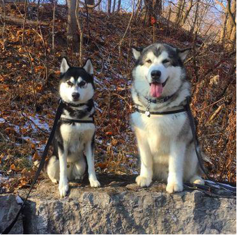 Anjing jenis alaskan malamute dan siberian husky.