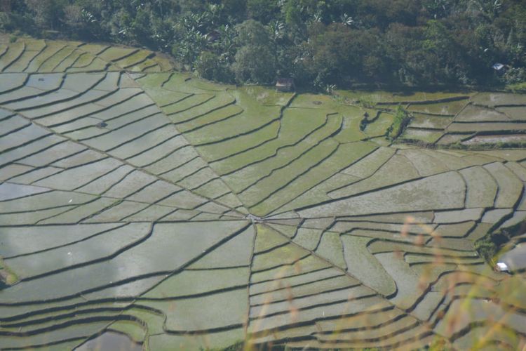 Sawah Lodok di Manggarai Timur, NTT