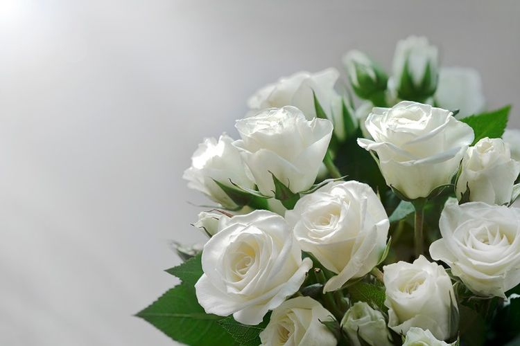 Ilustrasi bunga mawar putih.