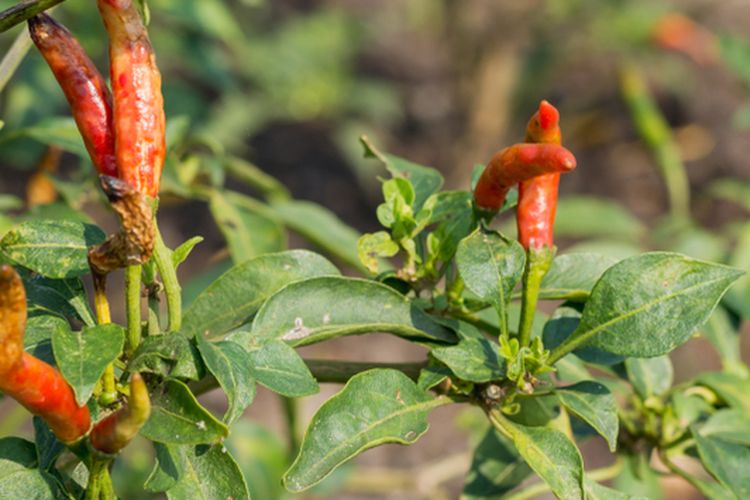 Ilustrasi penyakit patek pada tanaman cabai atau antraknose.