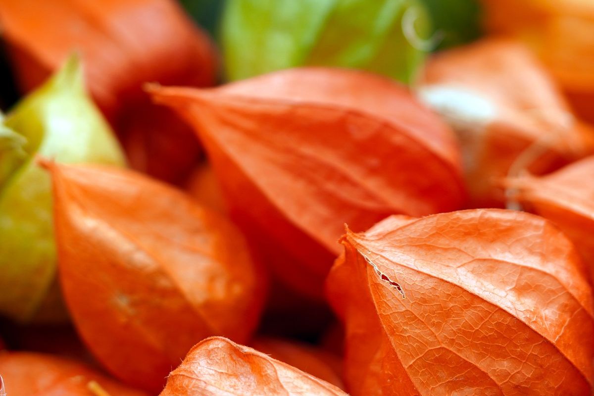 Ilustrasi buah ciplukan.