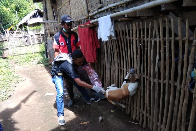 Dompu Ntb Klb Rabies Warga Jadi Korban Gigitan Anjing Gila