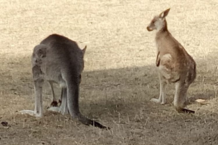 Kangguru pada area Gibraltar di Tidbinbilla, Canberra, Australia. 