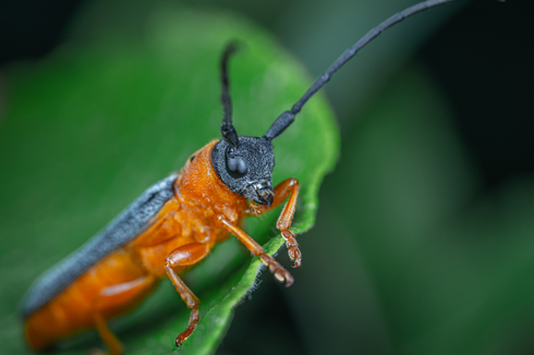 Tipe Mulut Serangga: Karakteristik dan Contohnya 