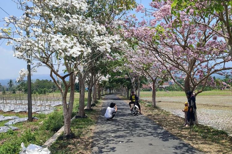 Cerita Tabebuya di Ngletoh Magelang: Dari Iuran Warga, Jadi Peneduh Jalan yang Gersang