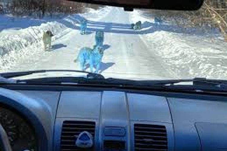 Foto tak bertanggal yang menunjukkan anjing-anjing berwarna biru yang berada di di Dzerzhinsk, Nizhny Novgorod, sekitar 370 timur Moskwa.
