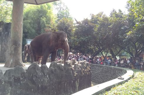 Anak Hilang di Ragunan? Begini Cara Petugas Mempertemukannya dengan Anda