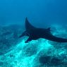 Bukan Berburu, Ini Alasan Pari Manta Menyelam ke Laut Dalam