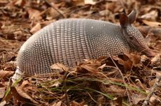 Apa Makanan Armadillo?