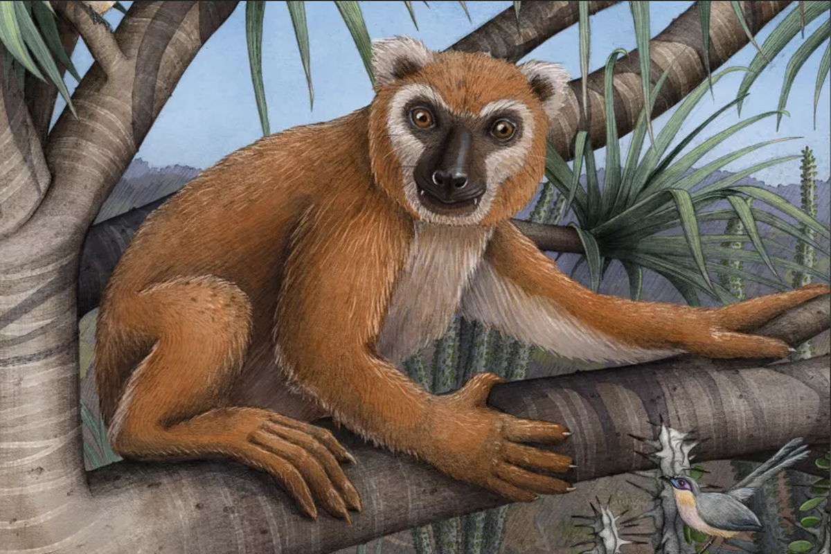 Ilustrasi Lemur Koala (Megaladapis edwardsi). Lemur raksasa setinggi manusia ini hidup di Madagaskar pada 1400 tahun yang lalu.