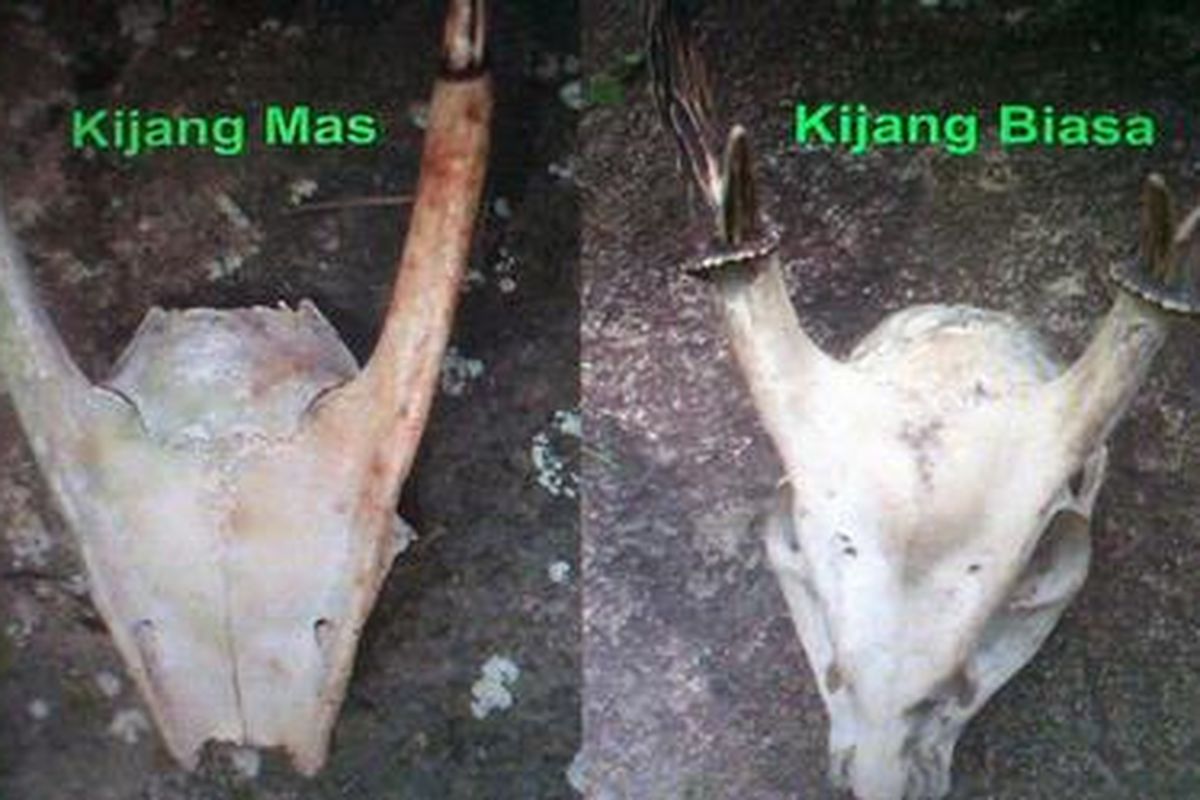 Perbandingan tengkorak kijang mas dan kijang biasa. Gambar merupakan kiriman dari Tim Ekspedisi Khatulistiwa 2012 Subkorwil 08/HST yang difoto ulang..jpg