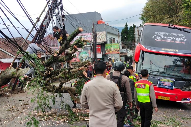 Pohon tumbang tutup arus lalulintas di Jalan Raya Lembang, Kabupaten Bandung Barat (KBB), Jumat (23/12/2022)