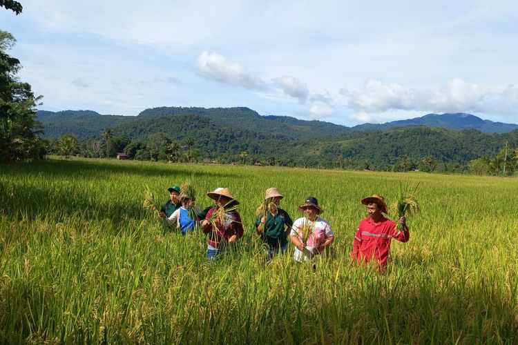 Kelompok Tani Karonsie Urako Lestari di lahan pertanian organik Wasuponda, Luwu Timur, Sulawesi Selatan, Sabtu (17/12/2022)