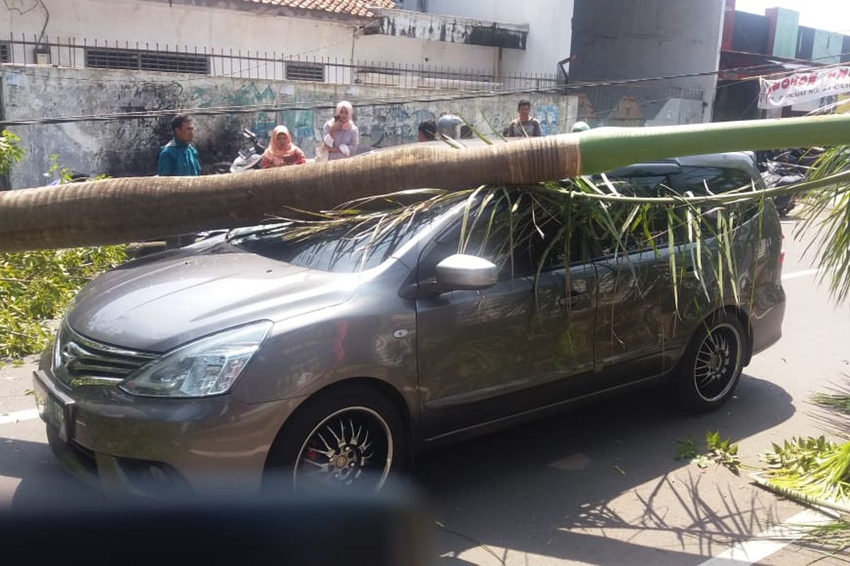 Pohon Palem menimpa mobil minibus bernomor polisi B 1112 TRH, milik Deni Jaelani, di jalan Drajat, Kecamatan Harjamukti, Kota Cirebon, Senin (6/5/2019). Dia sangat berharap dan memohon pihak terkait membantu proses perbaikan mobilnya yang rusak. 