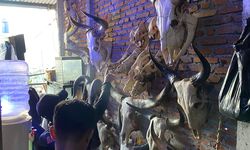 29 Bagian Tubuh Satwa Dilindungi Hendak Dijual, dari Kulit Beruang hingga Tengkorak Macan