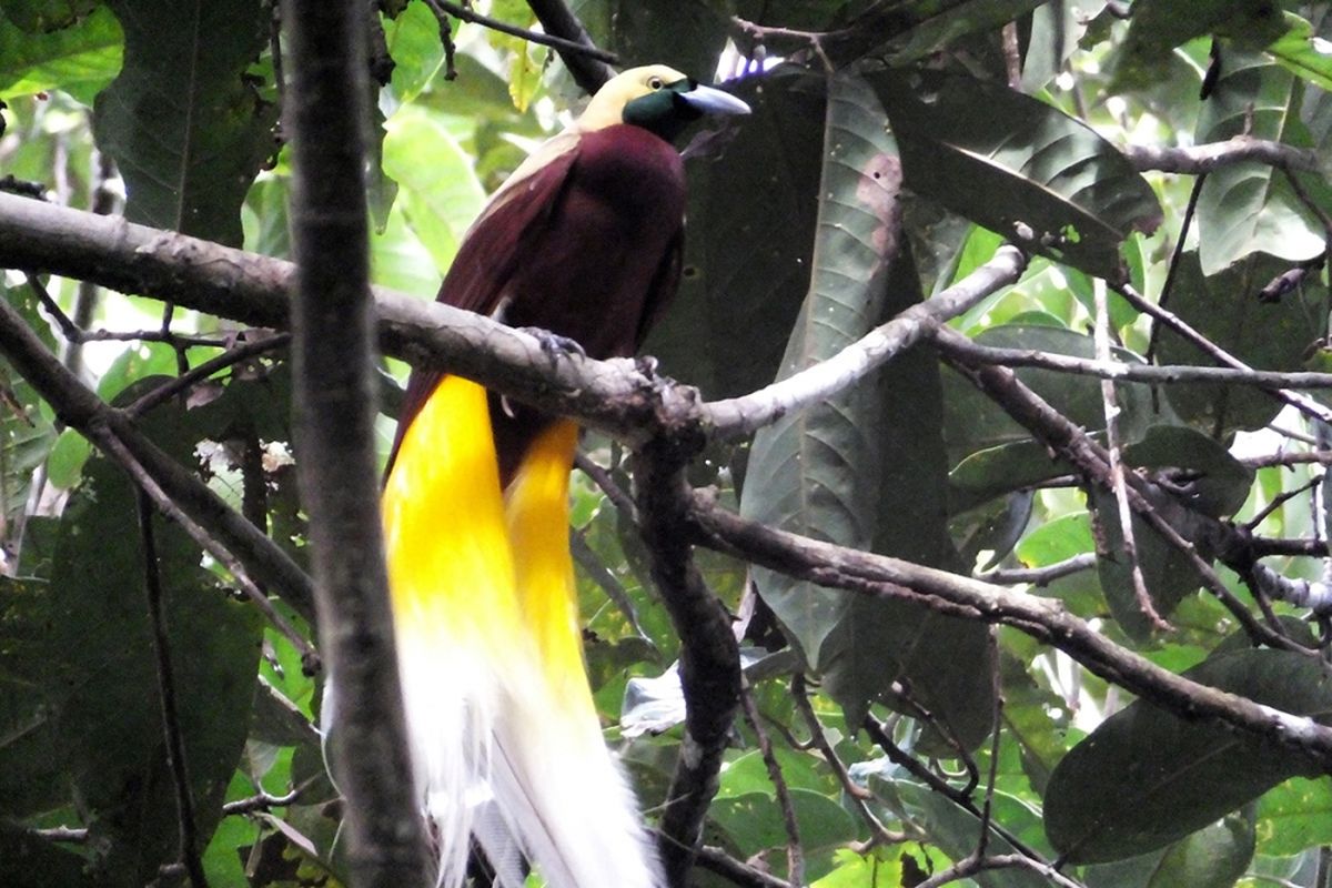 Seekor bird of paradise atau yang dikenal lokal sebagai burung cenderawasih, terlihat di Desa Malagufuk, Sorong, Papua, Rabu (23/8/2017). Papua adalah rumah bagi sepertiga hutan hujan yang tersisa di Indonesia, namun perburuan dan penggundulan hutan yang merajalela telah menghancurkan populasi burung di banyak hutan di Papua.