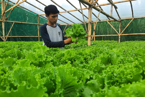Cerita Arif Bertani Hidroponik hingga Raup Omzet Rp 7 Juta per Bulan, Belajar Otodidak, Sempat Kesulitan Pasar