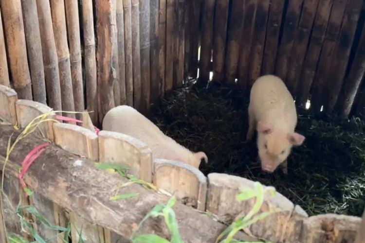 Anak babi yang terus dirawat di tengah wabah penyakit yang mematikan di kawasan Desa Wonokitri dan Desa Sedaeng Kecamatan Tosari, Kabupaten Pasuruan, Rabu (12/02/2025).