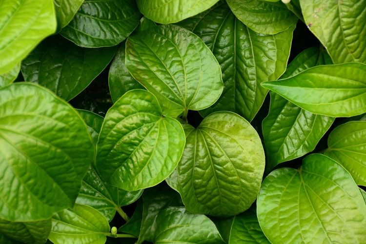 Ilustrasi daun sirih, manfaat daun sirih bagi kesehatan.