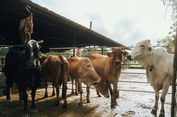 Daftar Harga Hewan Kurban di Jambi Jelang Idul Adha 2026: Sapi Tembus Rp 20 Juta, Kerbau Rp 22 juta