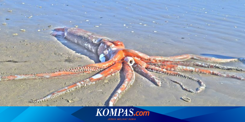 Mengenal Cumi Cumi Raksasa Inspirasi Legenda Kraken Halaman All Kompas Com