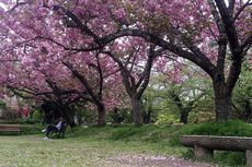 Melancong ke Jepang Bulan Maret Bisa Nikmati Dua Musim Sekaligus