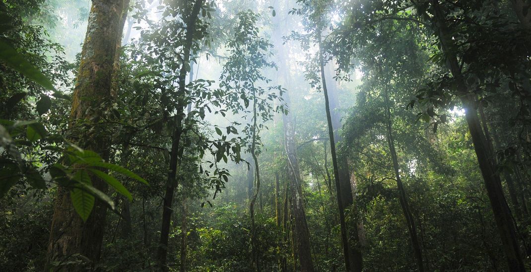 Jika manusia punah, tanaman akan tumbuh subur dan leluasa.