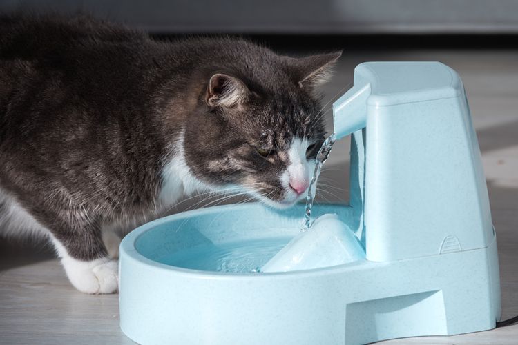 Ilustrasi kucing minum air.