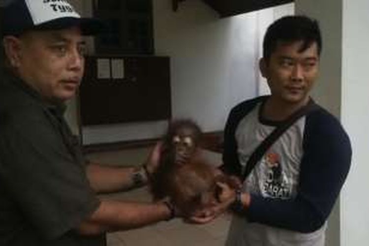 Bayi orangutan yang dievakuasi dari warga di  Dusun Tanjung Lambai, Desa Menyumbung, Kecamatan Hulu Sungai, Kabupaten Ketapang.