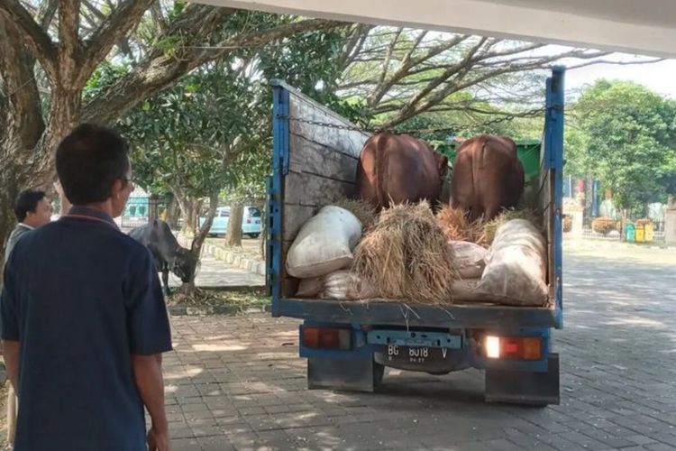 Presiden Joko Widodo (Jokowi) membeli dua sapi dari Kecamatan Malingping, Kabupaten Lebak, Provinsi Banten, Rabu (28/6/2023).