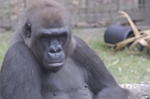 Gorila Lempar Potongan Kayu ke Arah Perempuan Hamil