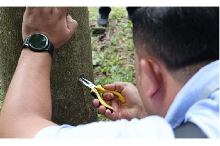 Bagian kayu yang digunakan untuk ekstraksi DNA bisa berasal dari kulit hingga inti batang, baik pada kayu segar maupun kayu olahan, seperti plywood.