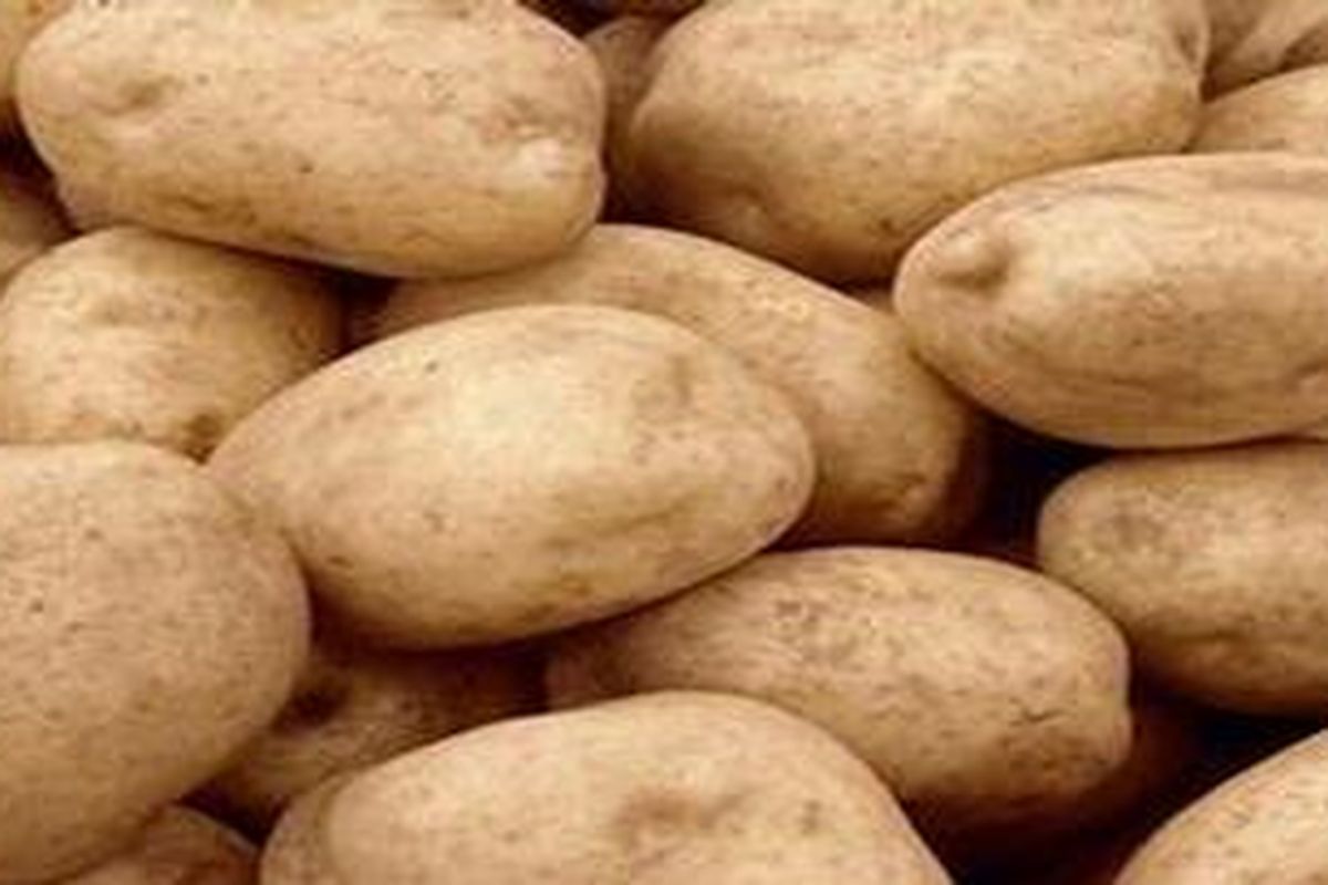 Ilustrasi kentang impor