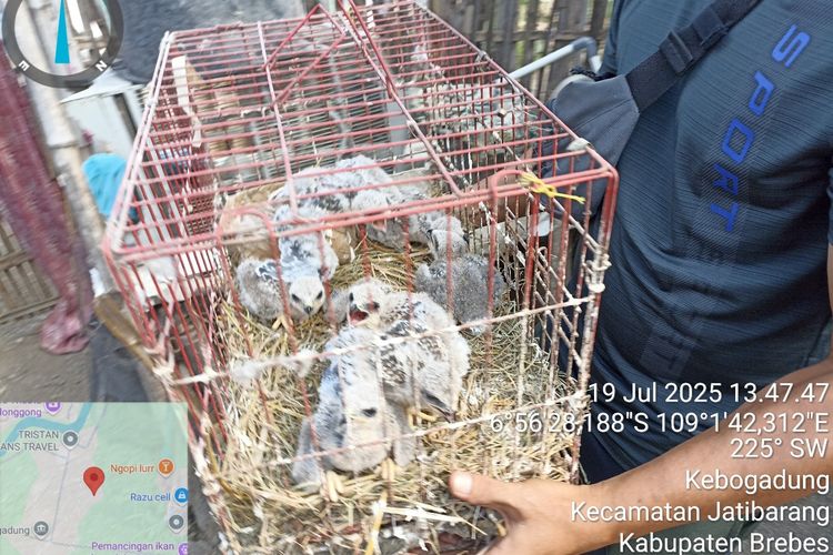 Petugas membawa anak elang yang diperjualbelikan via media sosial. 