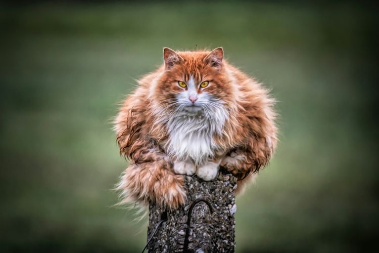 Ilustrasi kucing memanjat.