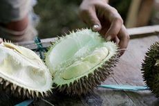Festival Durian Lolong Digelar Maret Ini
