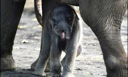 Karhutla di Sumatera Picu Kematian Gajah akibat Terbakarnya Habitat
