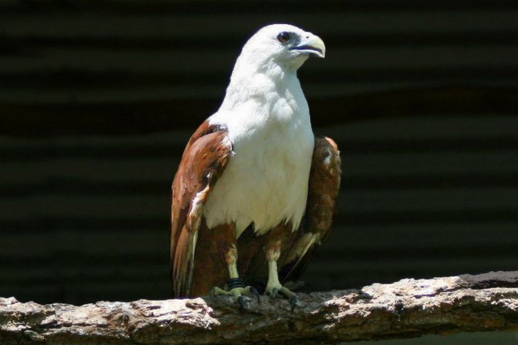 Fakta Burung Elang Bondol&nbsp;